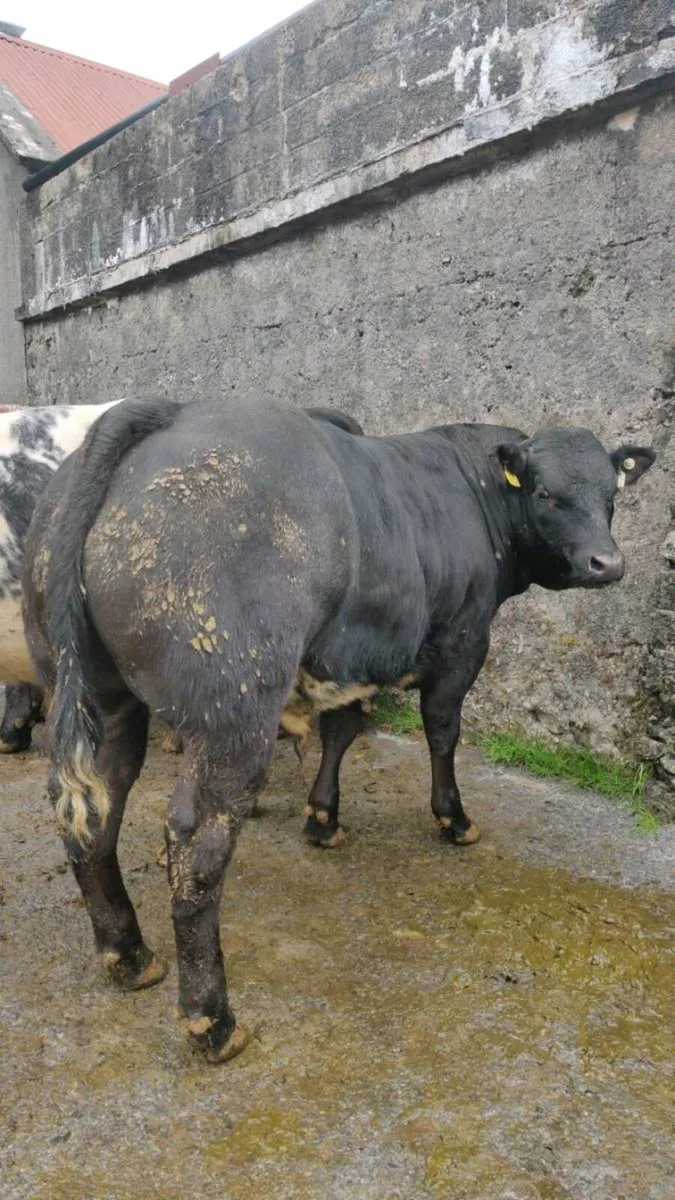Bull weanlings,Ennis Mart 2nd June - Image 1