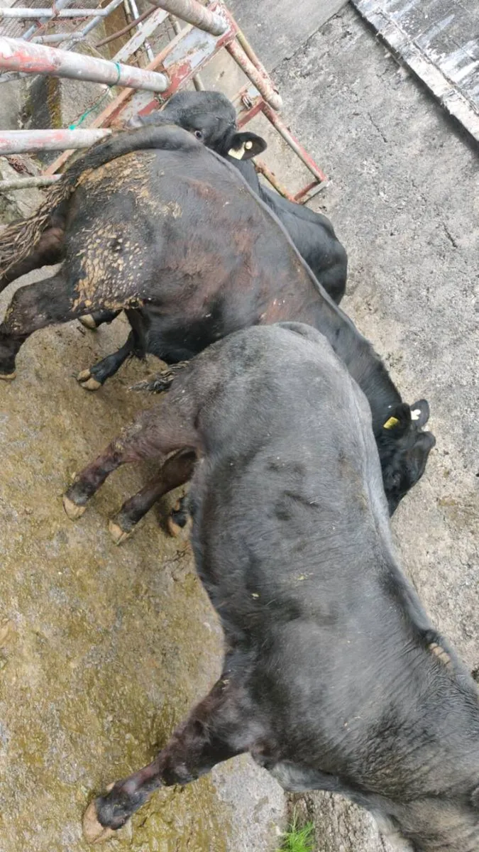 Bull weanlings,Ennis Mart 2nd June - Image 3
