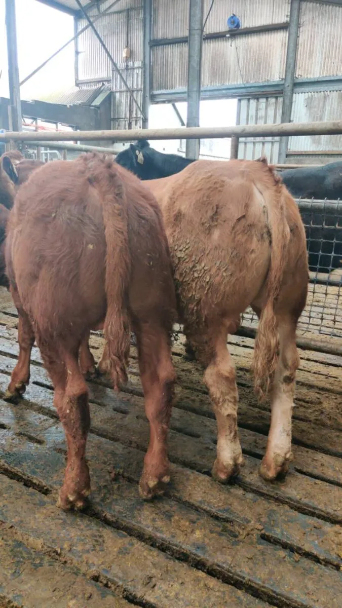 Bull weanlings,Ennis Mart 2nd June - Image 4