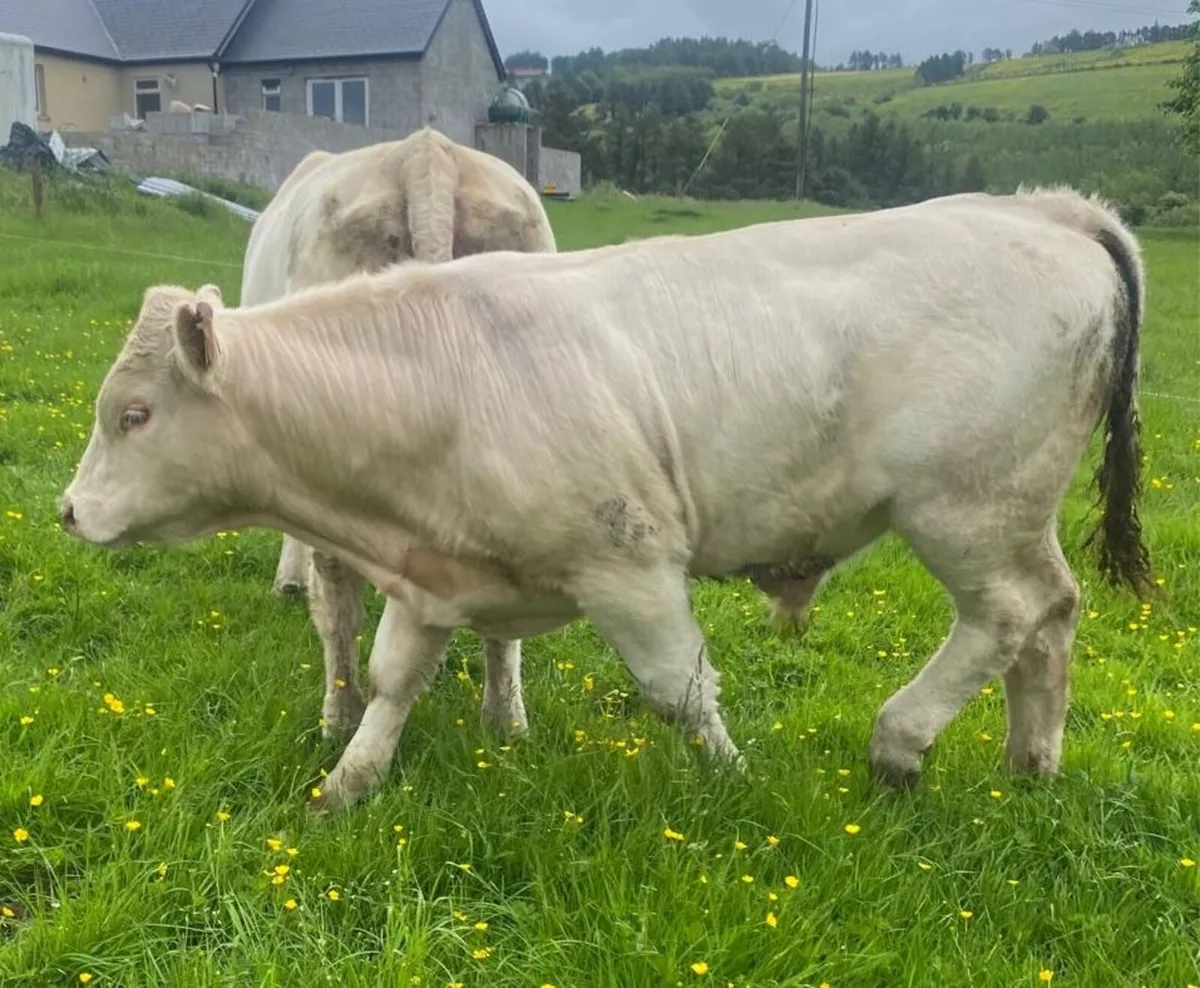 **Pure Bred Registered Charolais Bull** - Image 2