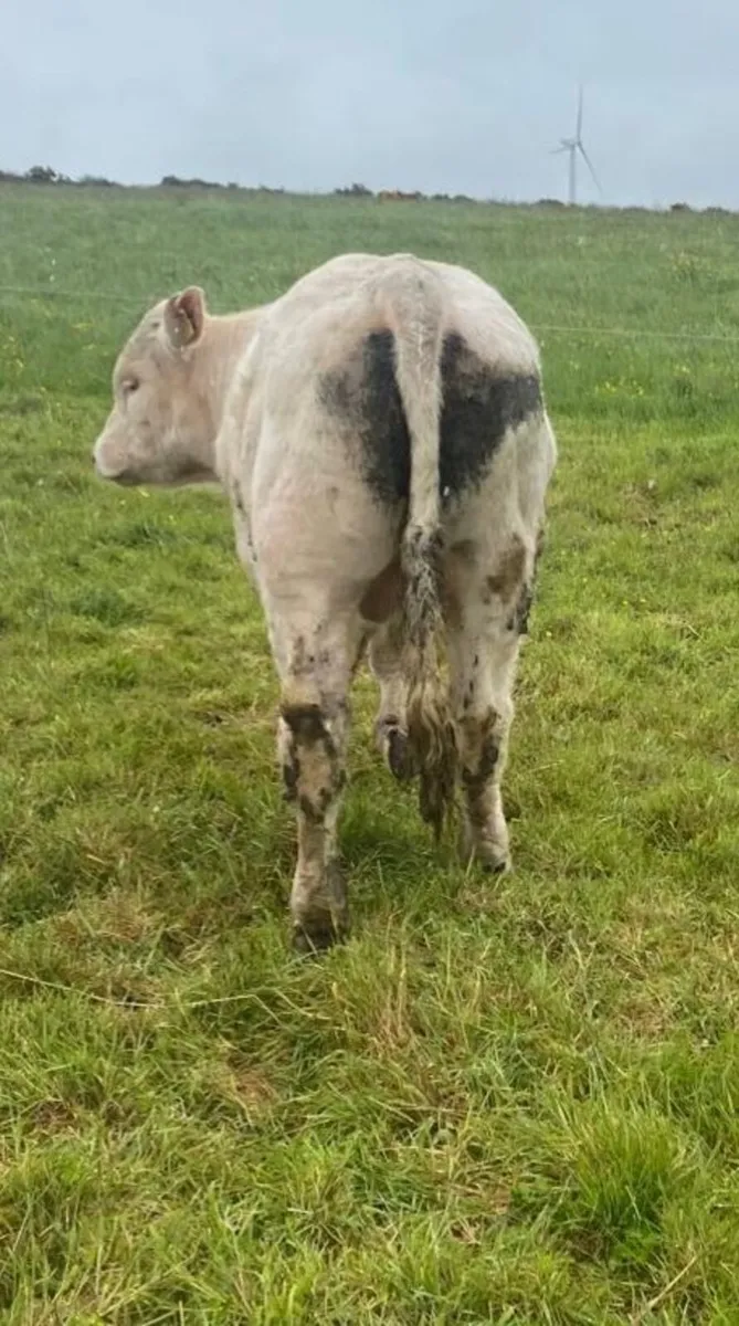 **Pure Bred Registered Charolais Bull** - Image 3