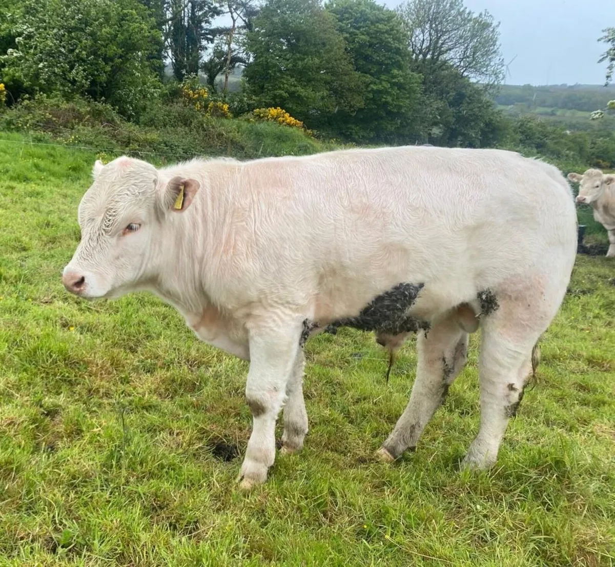 **Pure Bred Registered Charolais Bull** - Image 4
