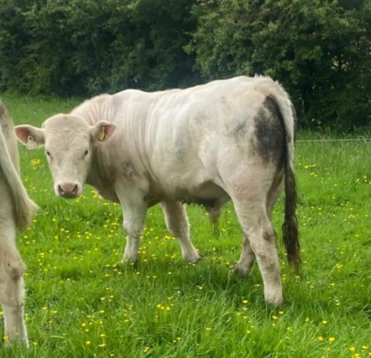 **Pure Bred Registered Charolais Bull** - Image 1