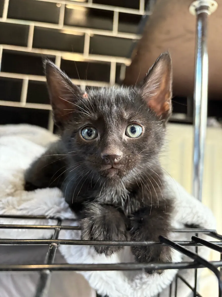 Kittens - Image 3