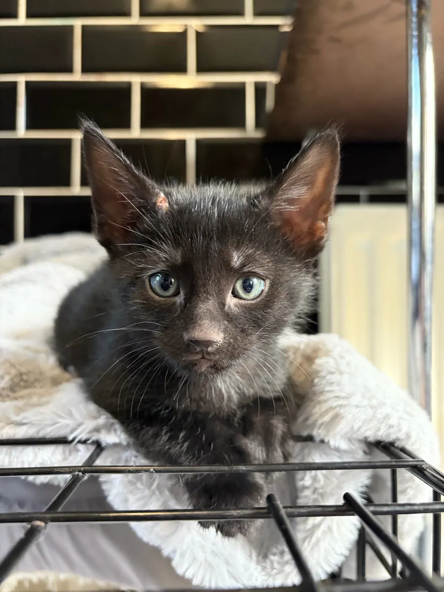 Kittens - Image 4