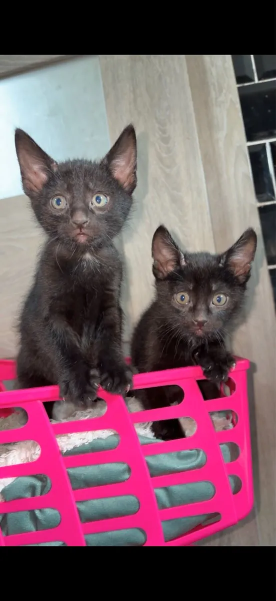 Kittens - Image 3