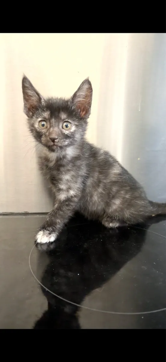 Kittens - Image 2
