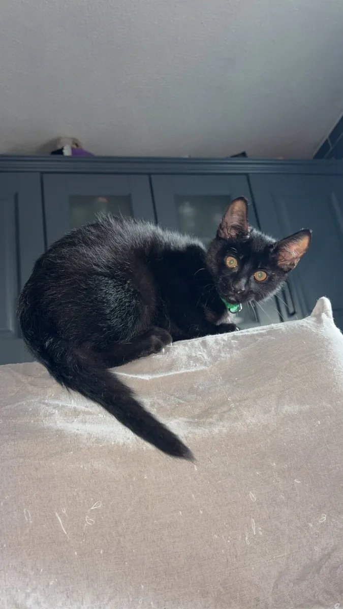 Kittens - Image 4
