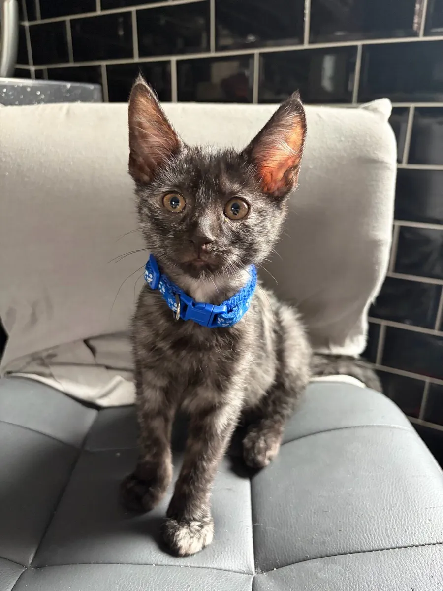 Kittens - Image 1