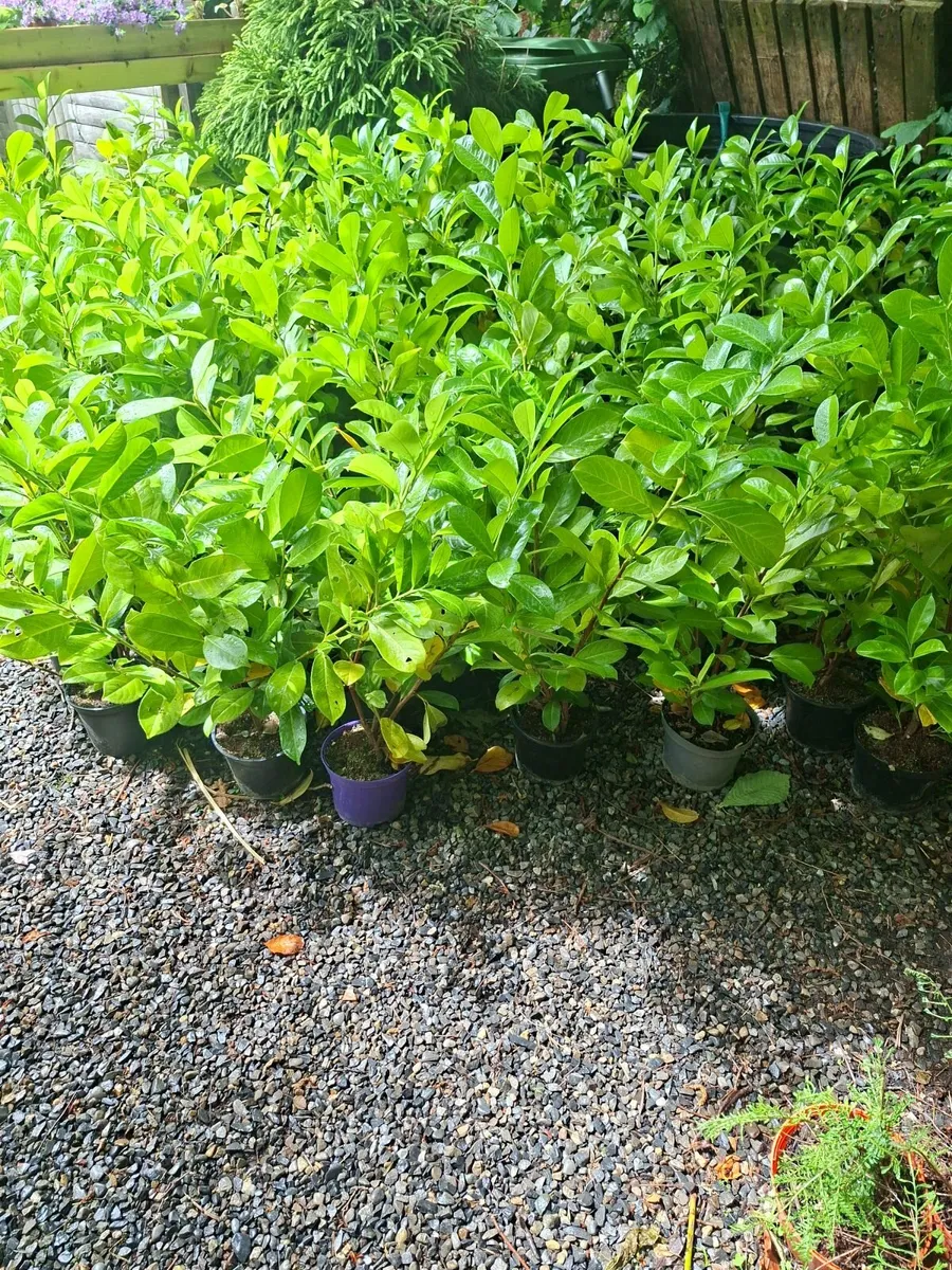 Laurel - Image 2