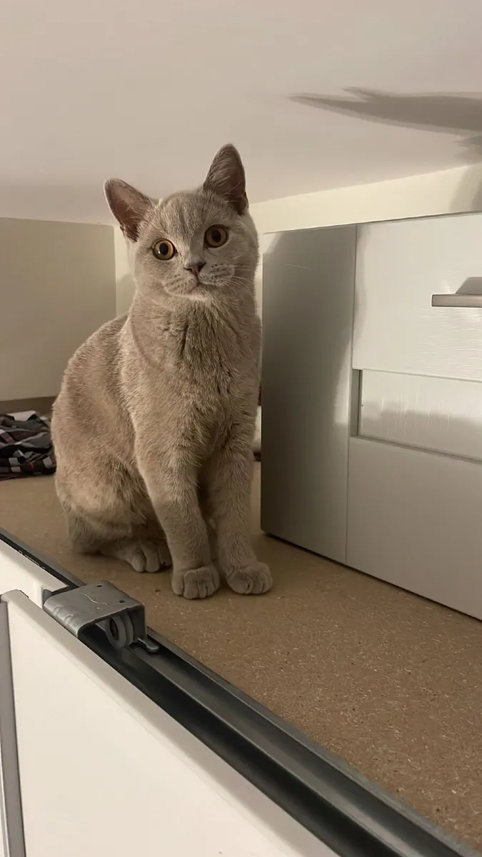 British Shorthair Kittens - Image 2