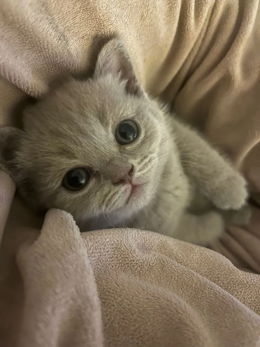 British Shorthair Kittens - Image 3