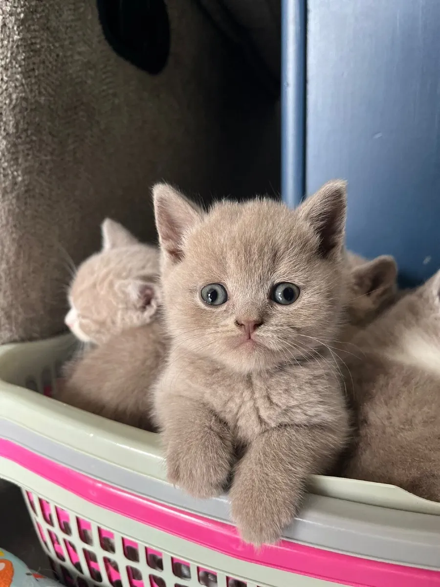 British Shorthair Kittens - Image 1