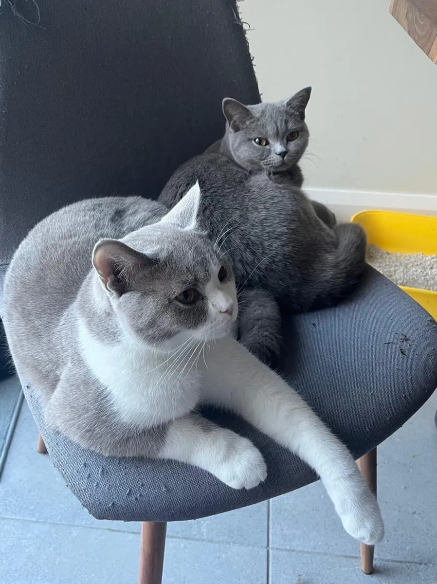 British Shorthair Kittens - Image 4