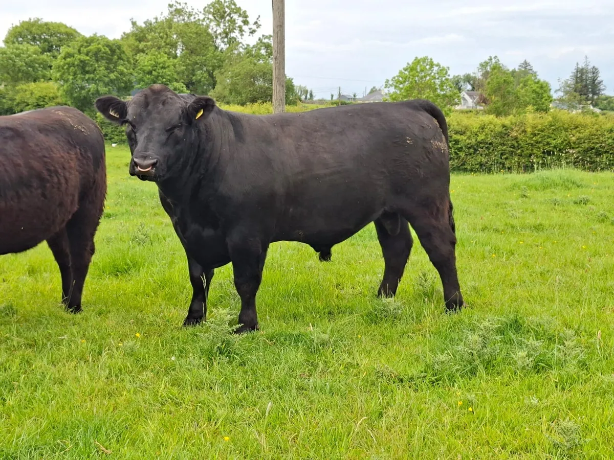 Angus bull for Carrick On Shannon June sale - Image 3