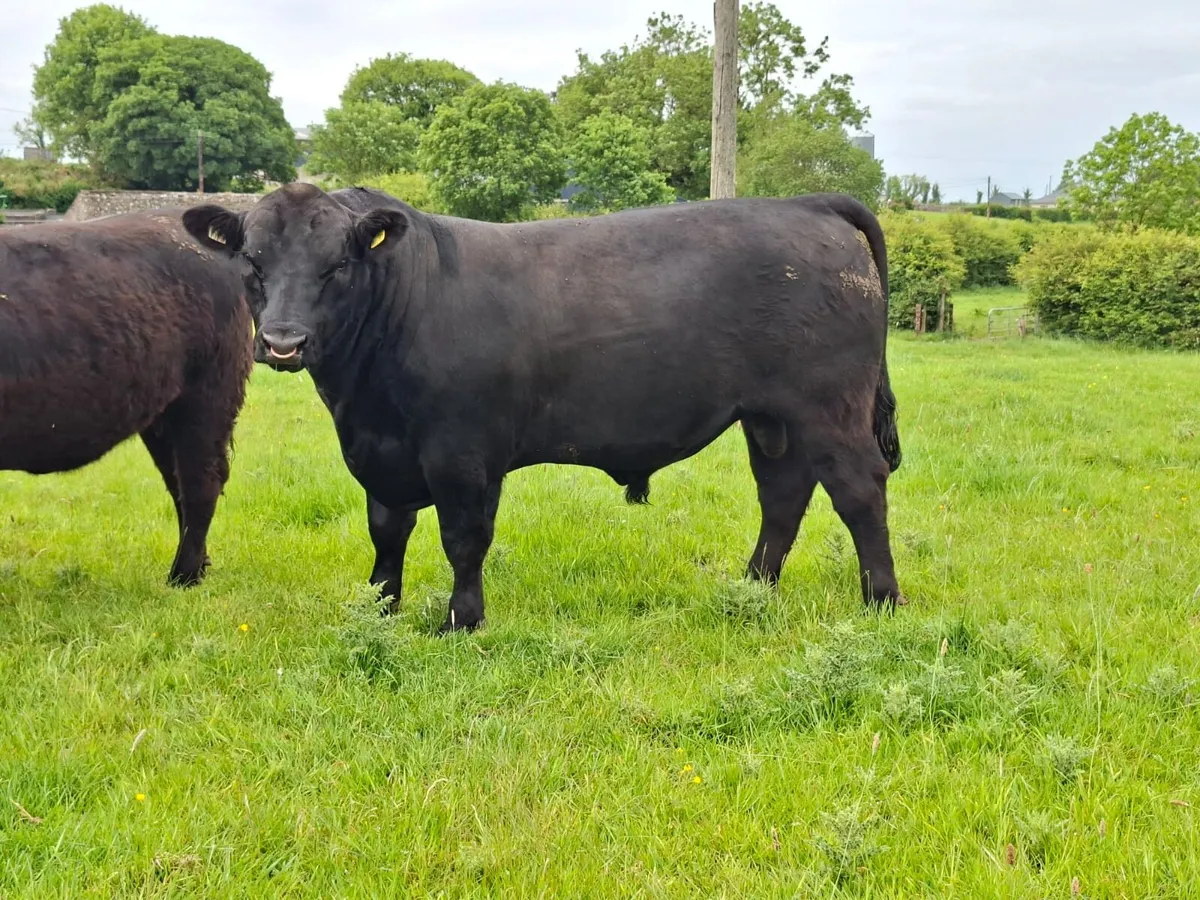 Angus bull for Carrick On Shannon June sale - Image 2