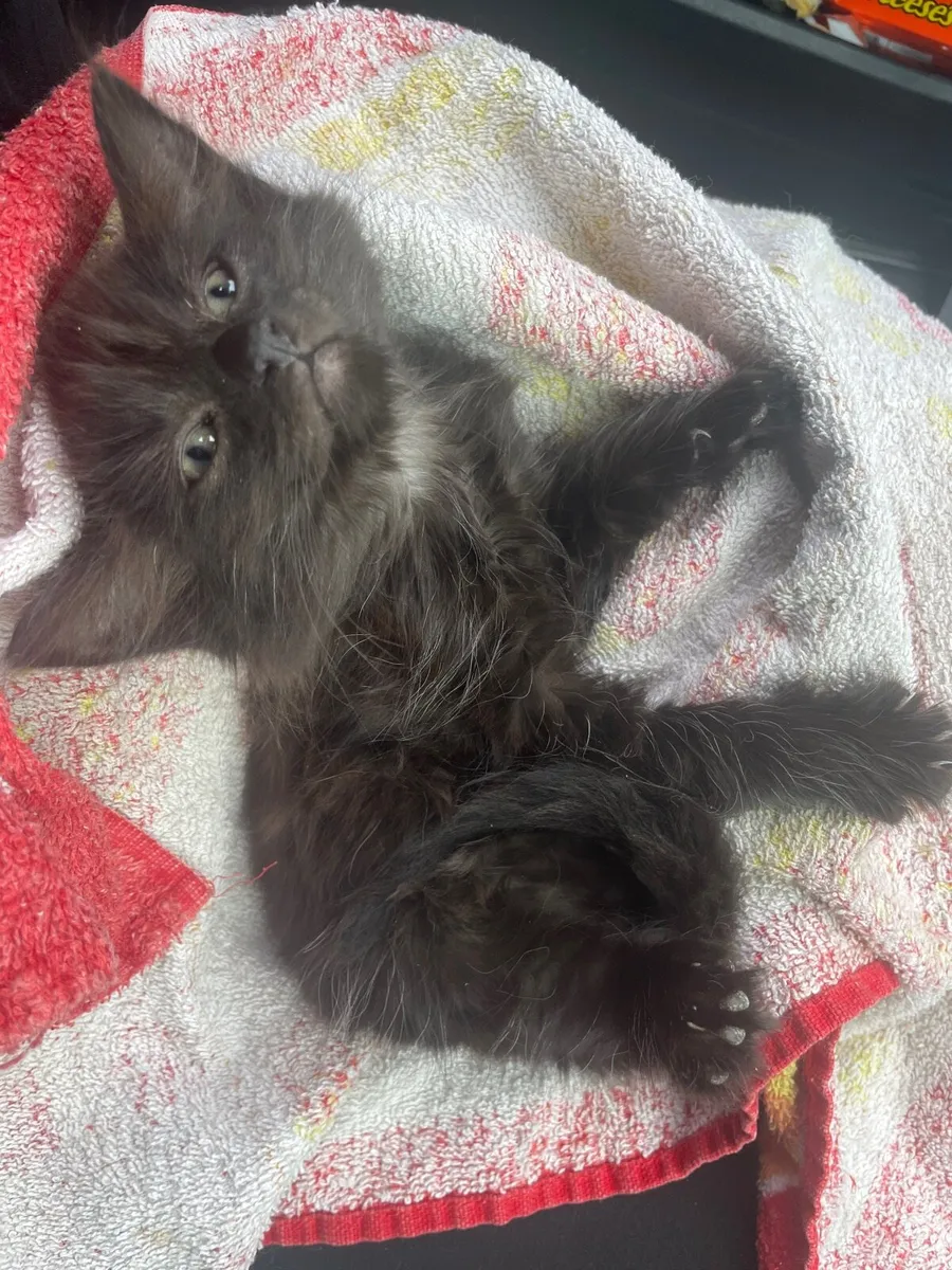 Long haired Kitten - Image 1