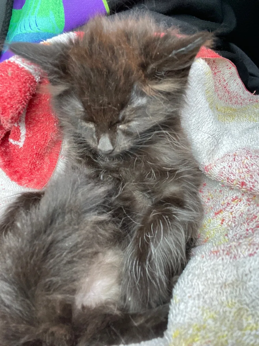 Long haired Kitten - Image 4