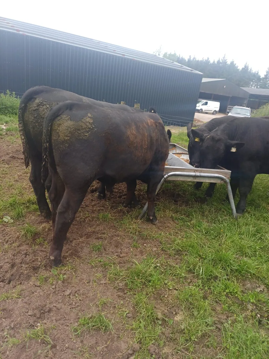 Livestock - Image 1