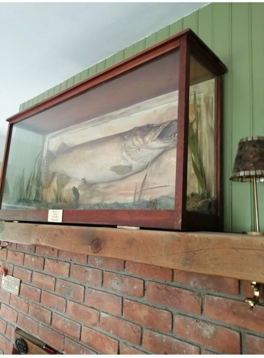 taxidermy - Image 3