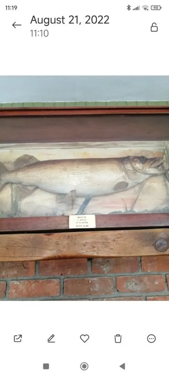 taxidermy - Image 1