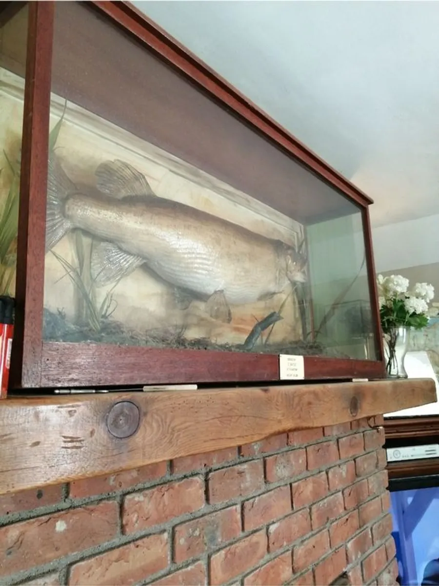 taxidermy - Image 2