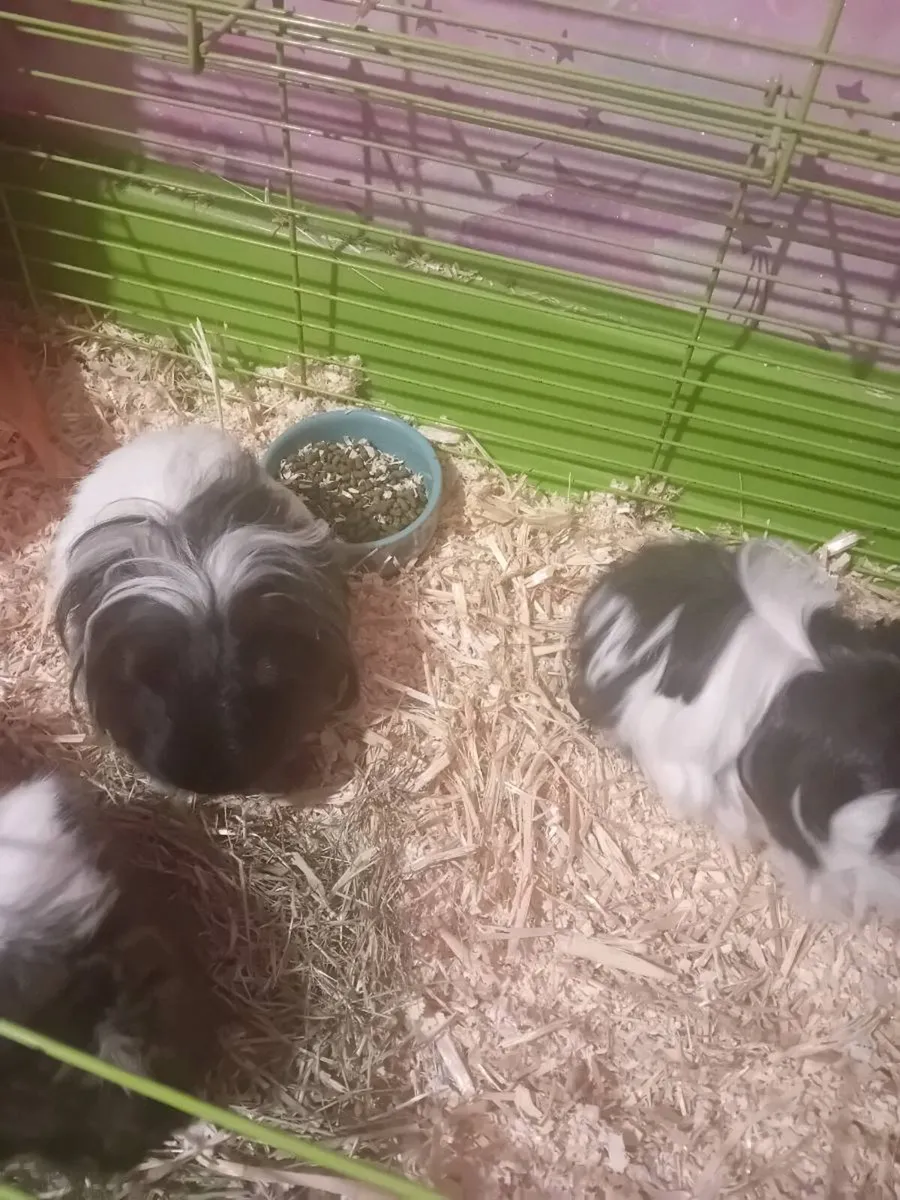 Guinea pigs need a good home - Image 2