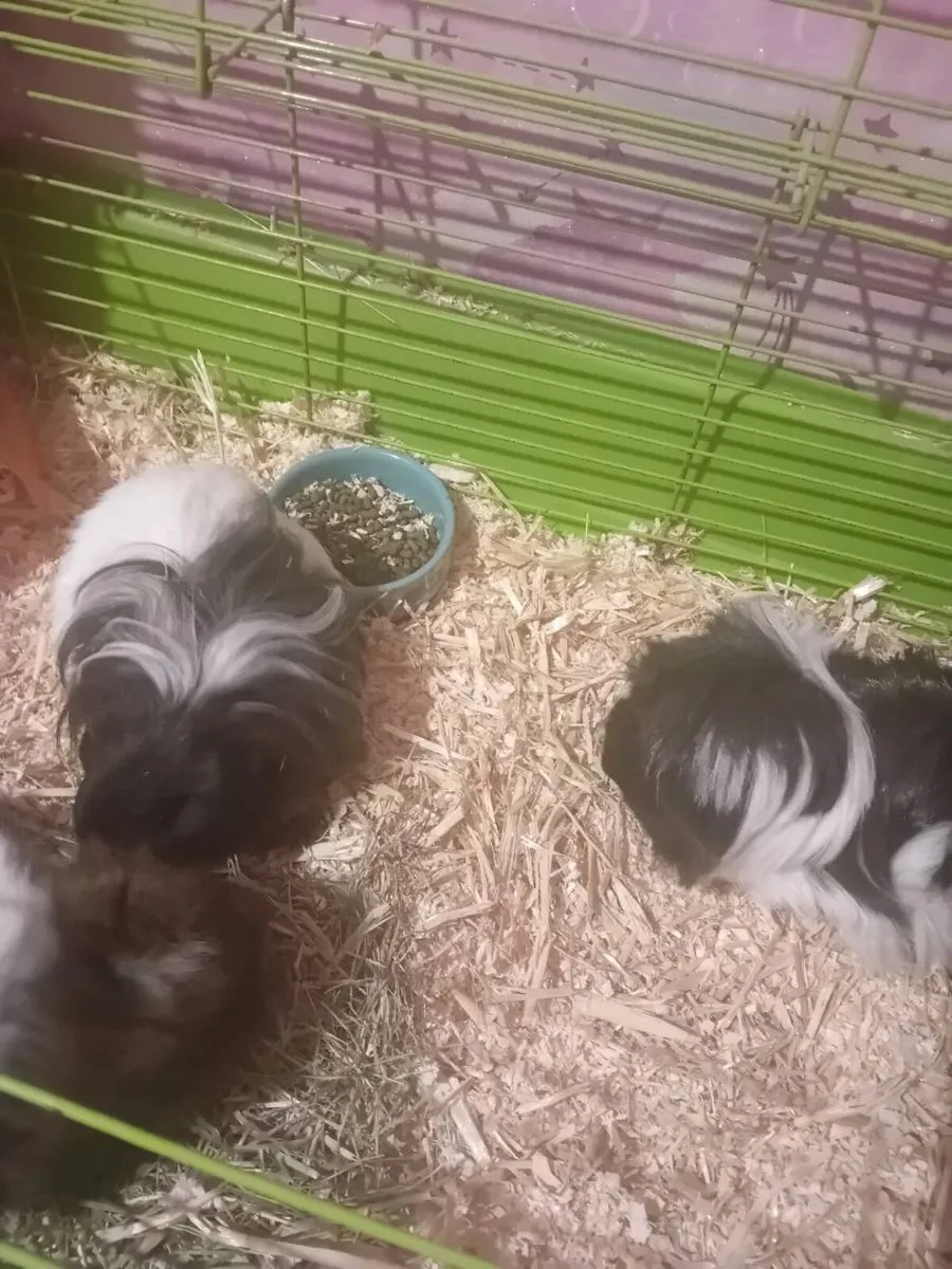 Guinea pigs need a good home - Image 1