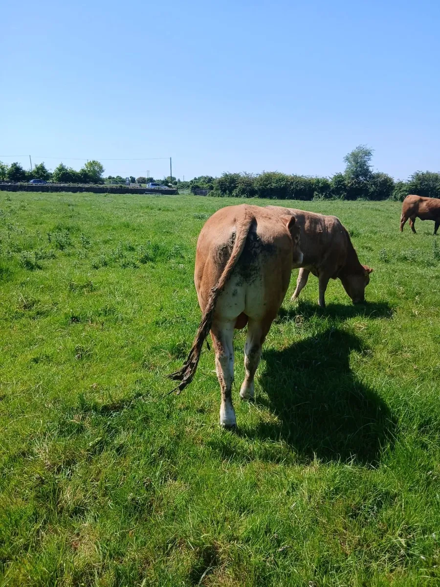 Bull - Image 2
