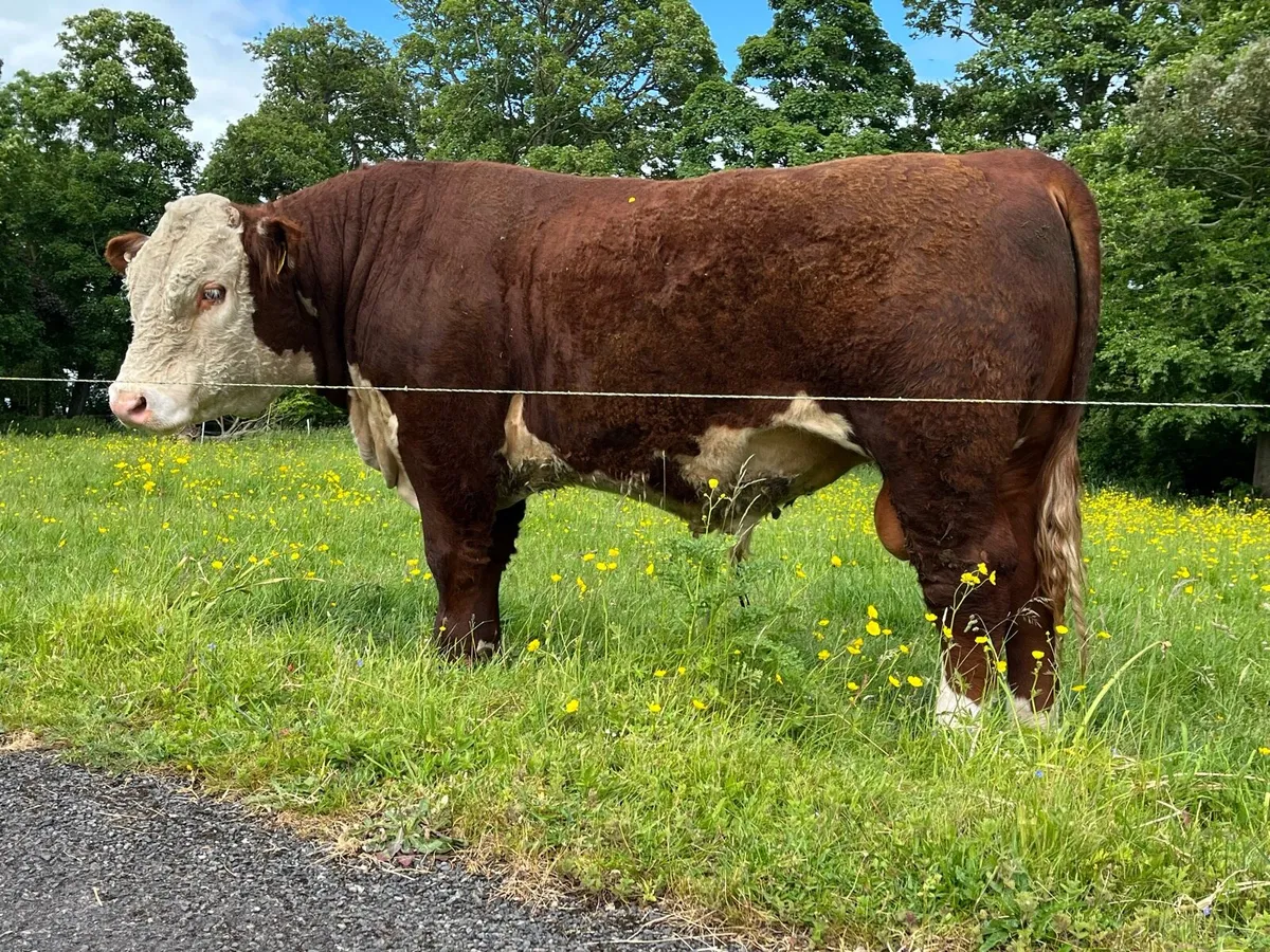 Hereford Bull - Image 1