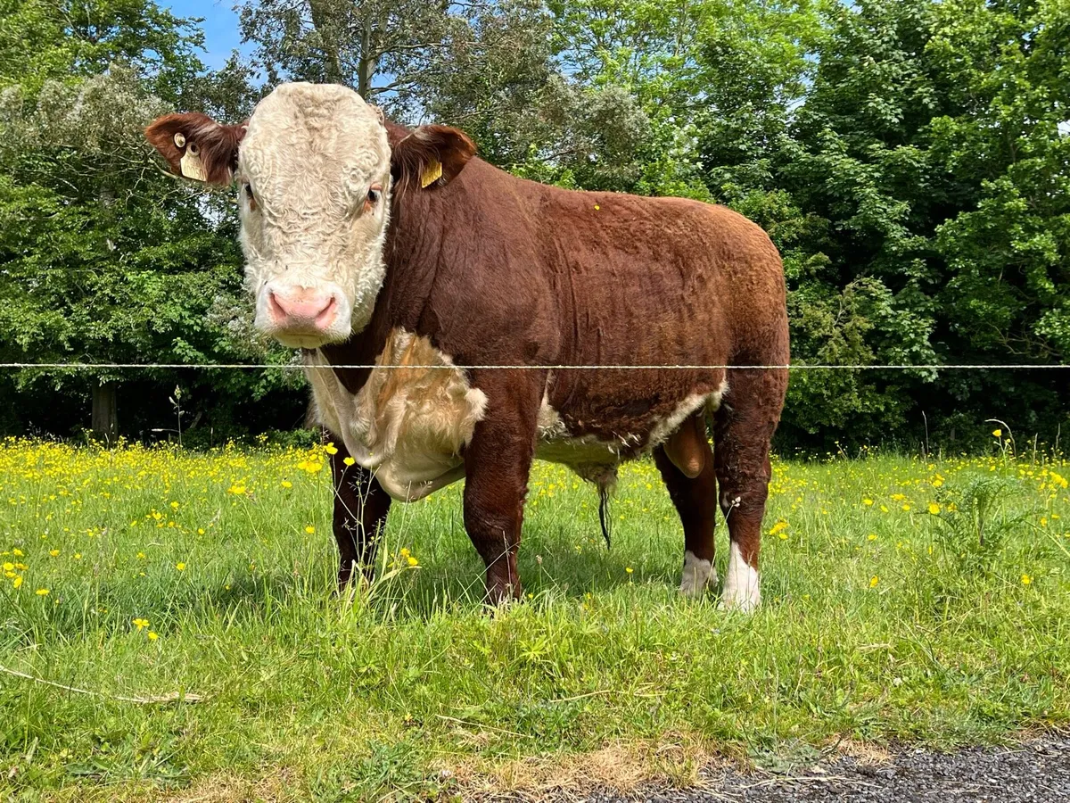 Hereford Bull - Image 1