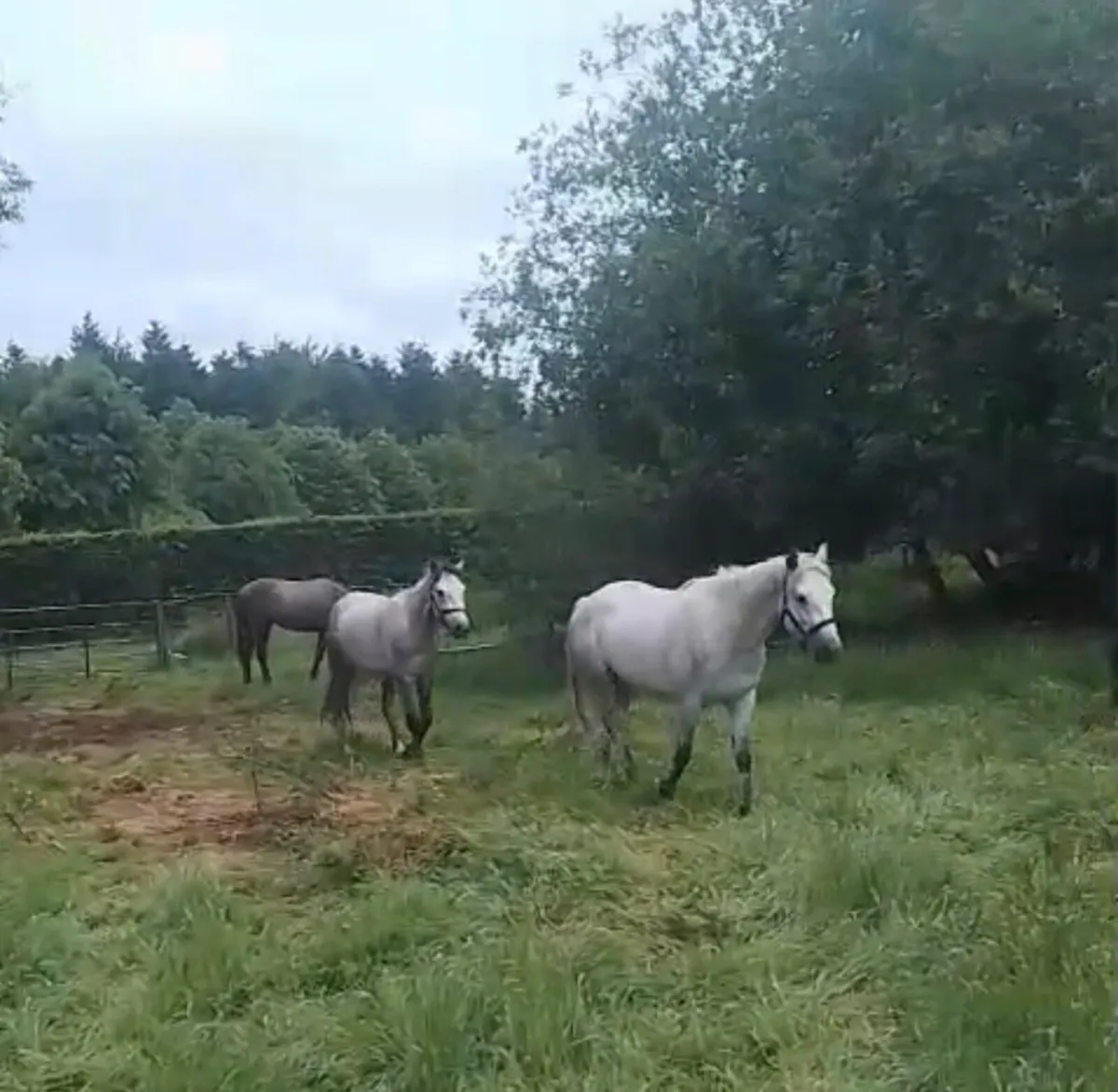 2 Connemara Geldings - Image 1