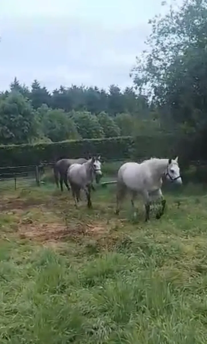 2 Connemara Geldings - Image 2