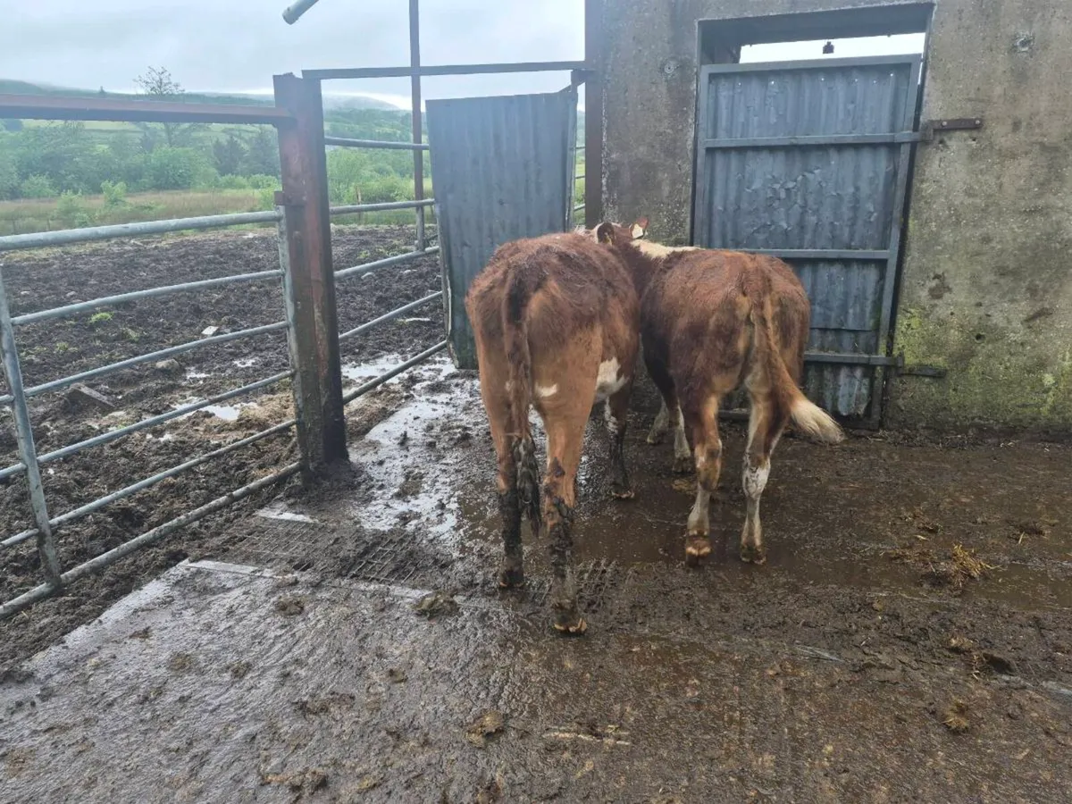 2 Hereford heifers - Image 1