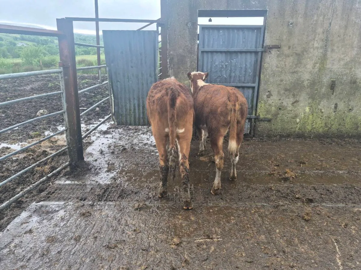 2 Hereford heifers - Image 2