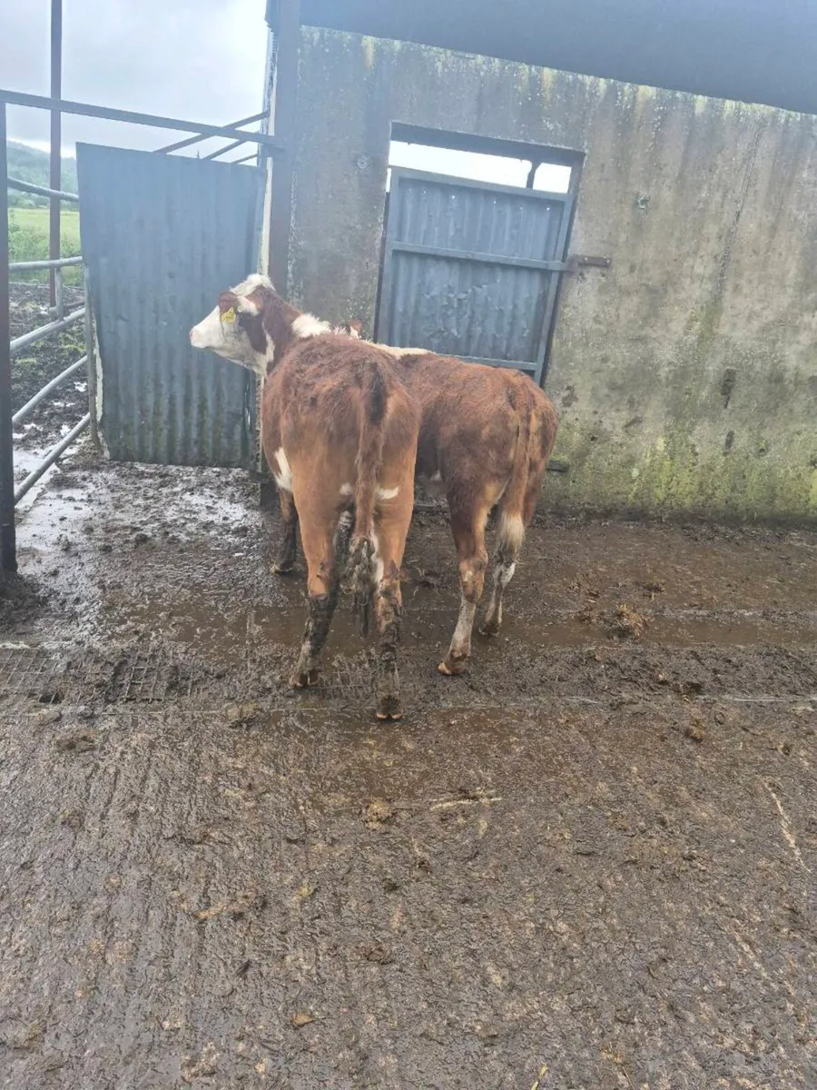 2 Hereford heifers - Image 3