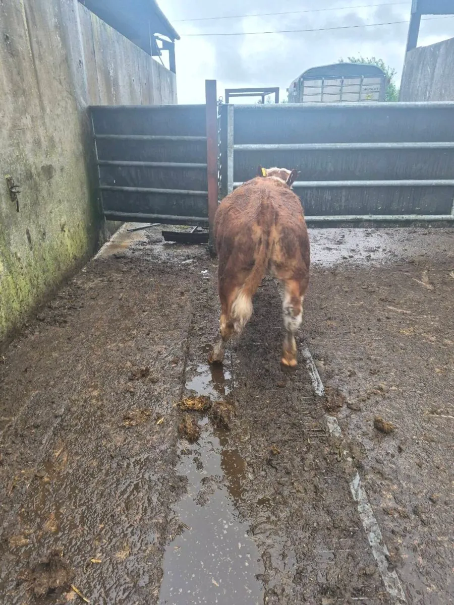 2 Hereford heifers - Image 4