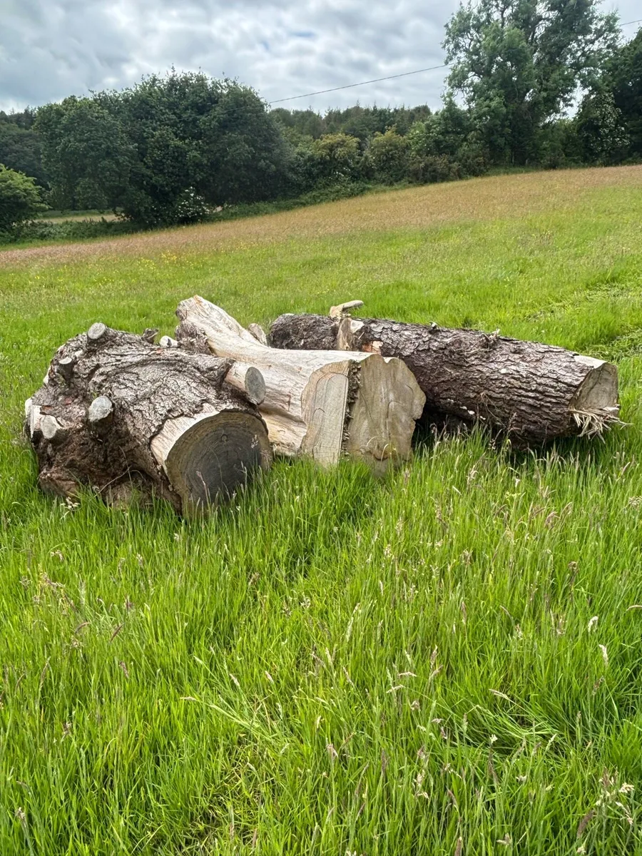 Logs - Image 3