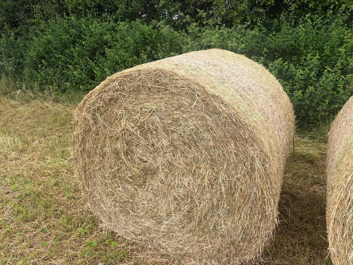 Bales - Image 1