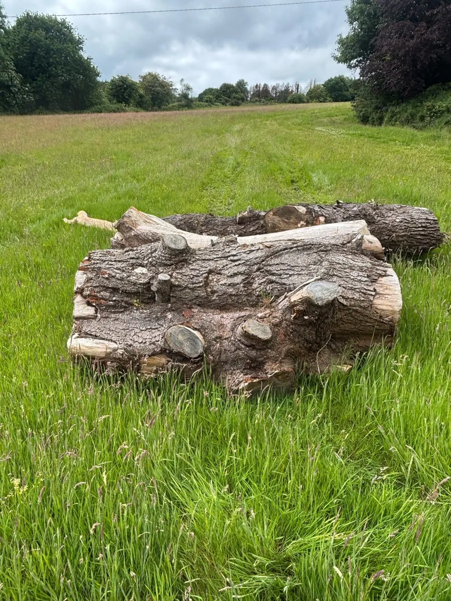 Timber - Image 2