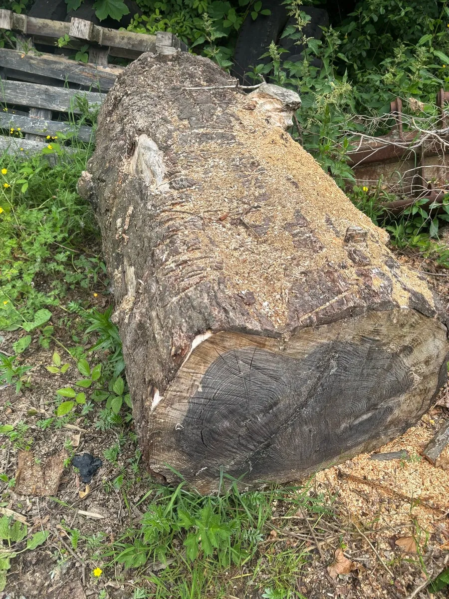 Timber - Image 3