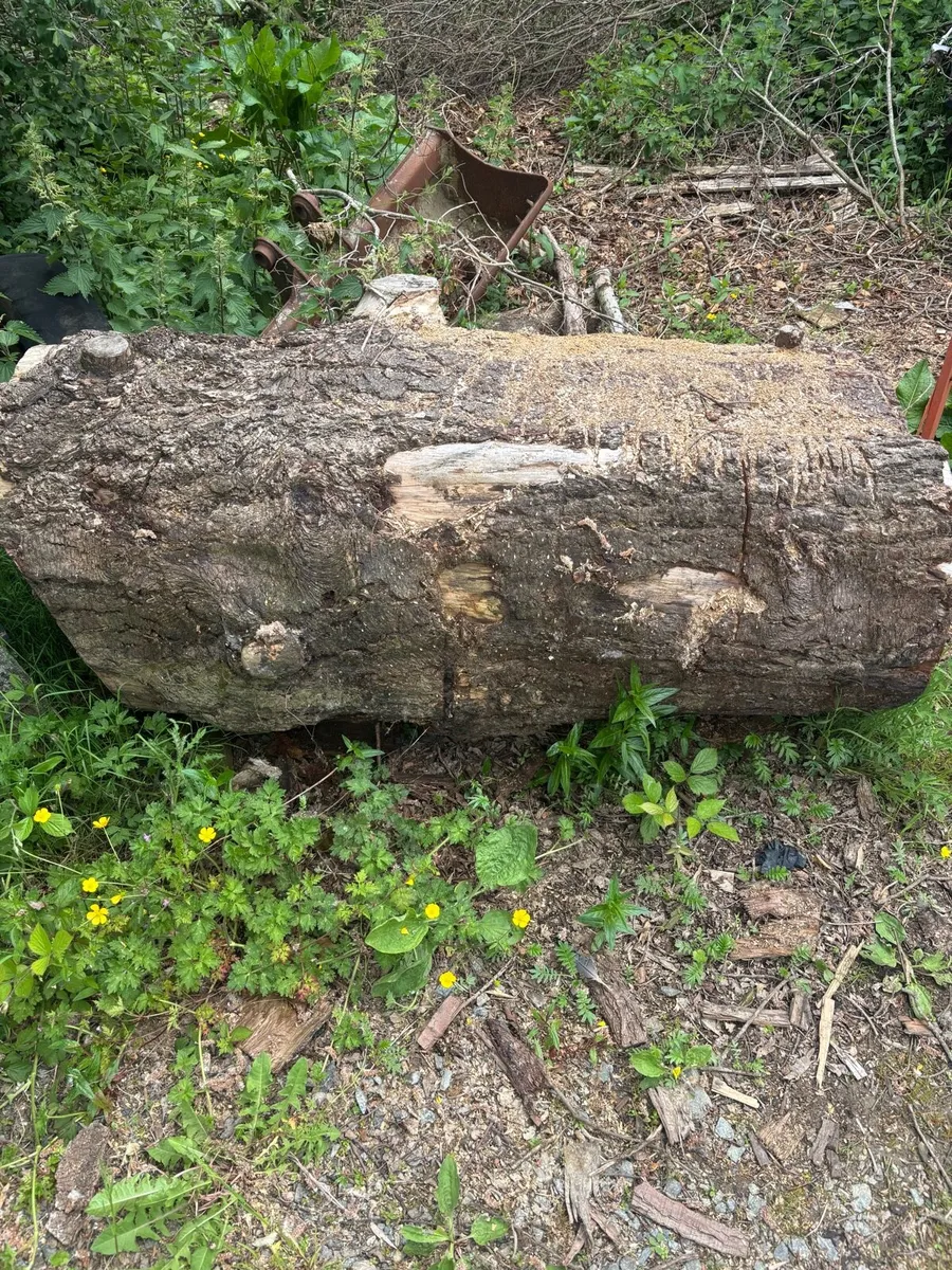 Timber - Image 4