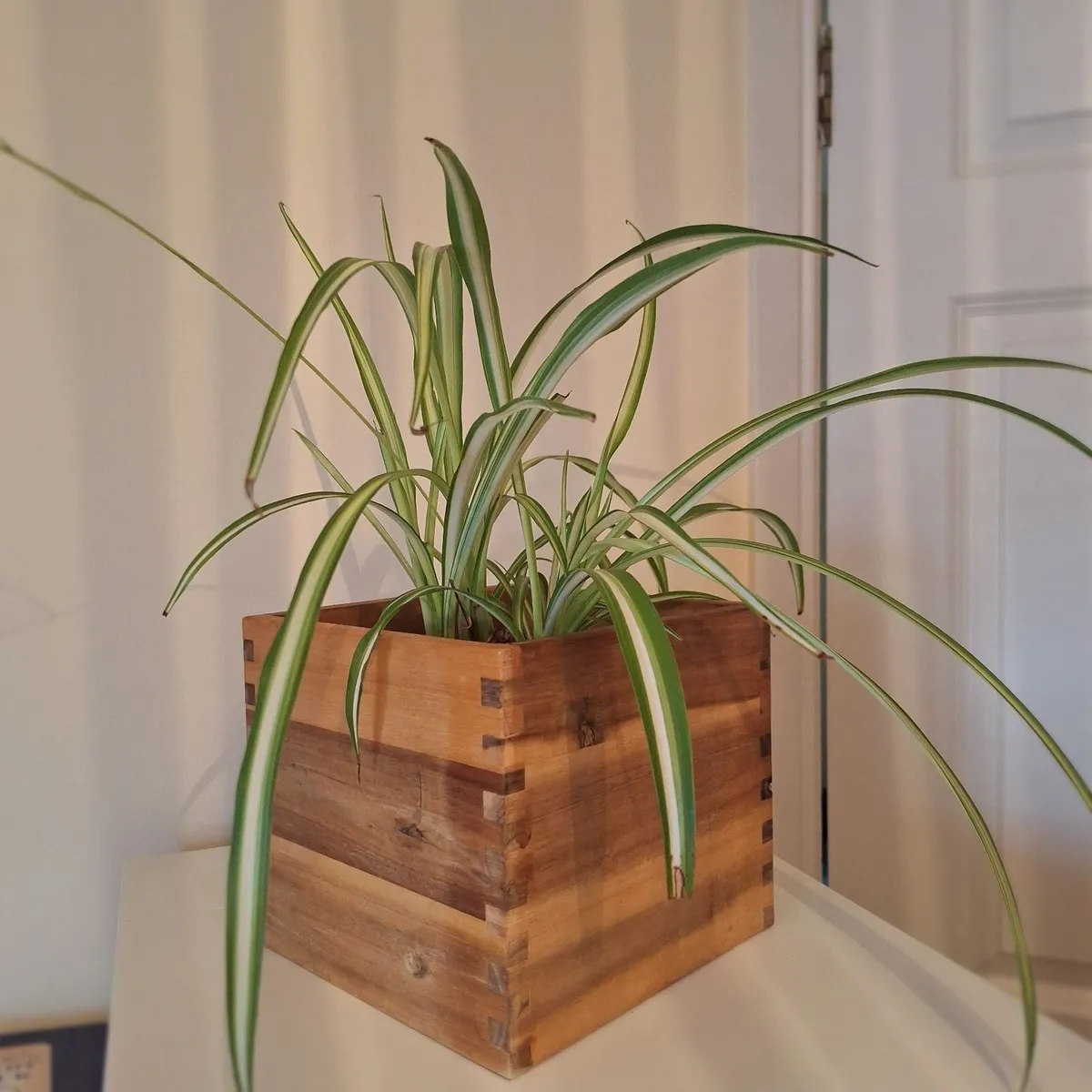 Healthy Spider Plant in Wooden Planter - Image 1