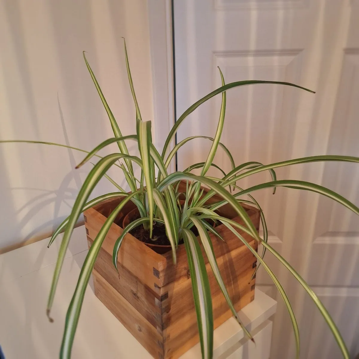 Healthy Spider Plant in Wooden Planter - Image 2