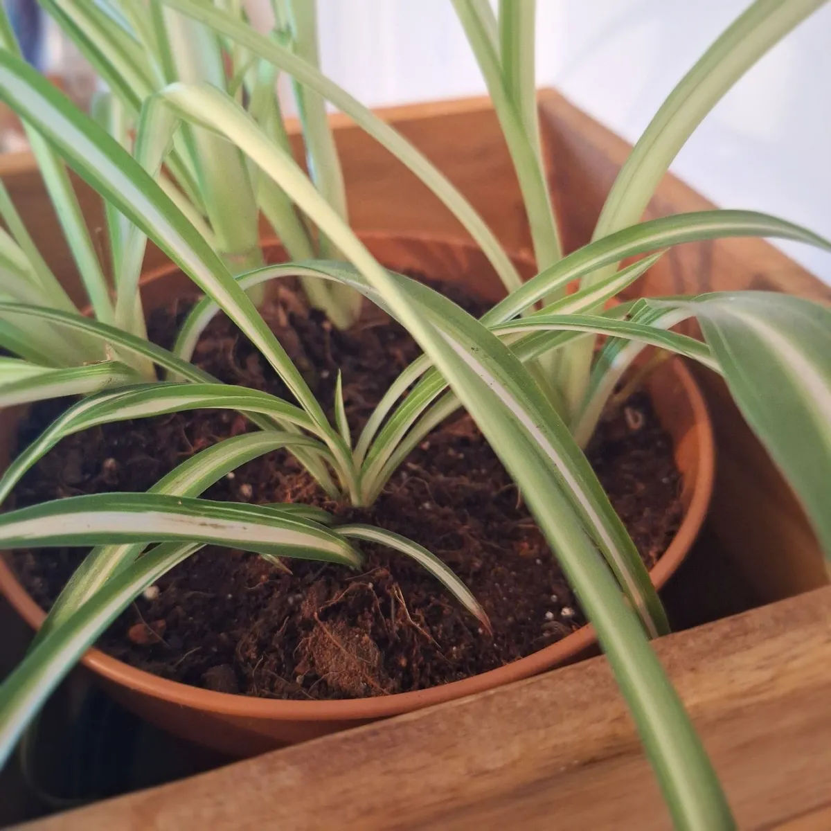 Healthy Spider Plant in Wooden Planter - Image 3