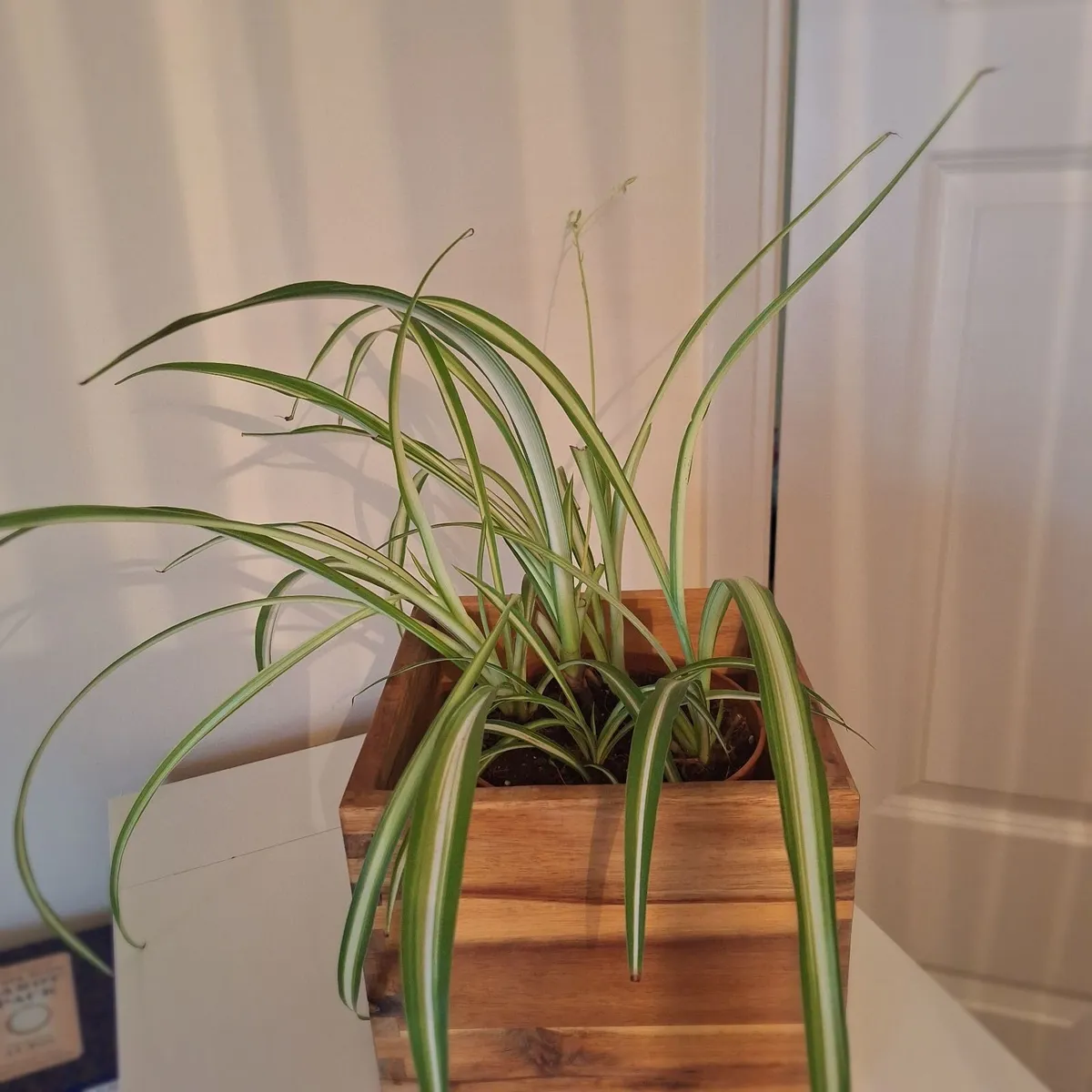 Healthy Spider Plant in Wooden Planter - Image 4