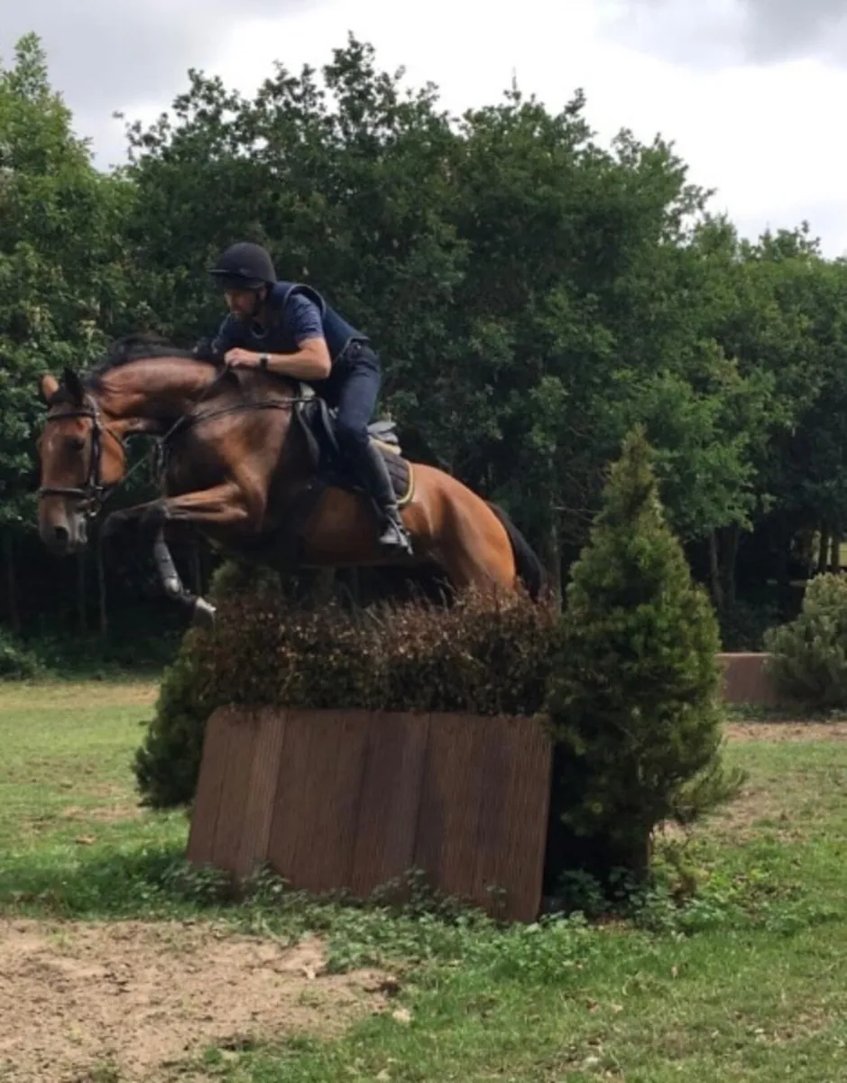Grade A 12 Year Old King’s Master Mare - Image 2