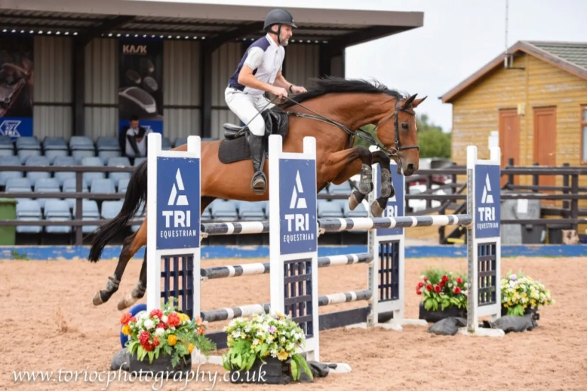 Grade A 12 Year Old King’s Master Mare - Image 1