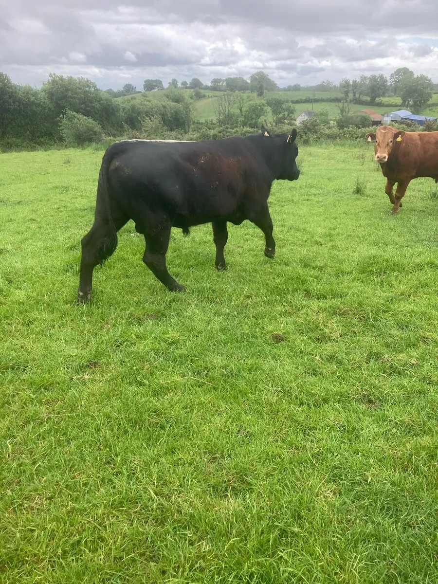 AA Bull - Image 1