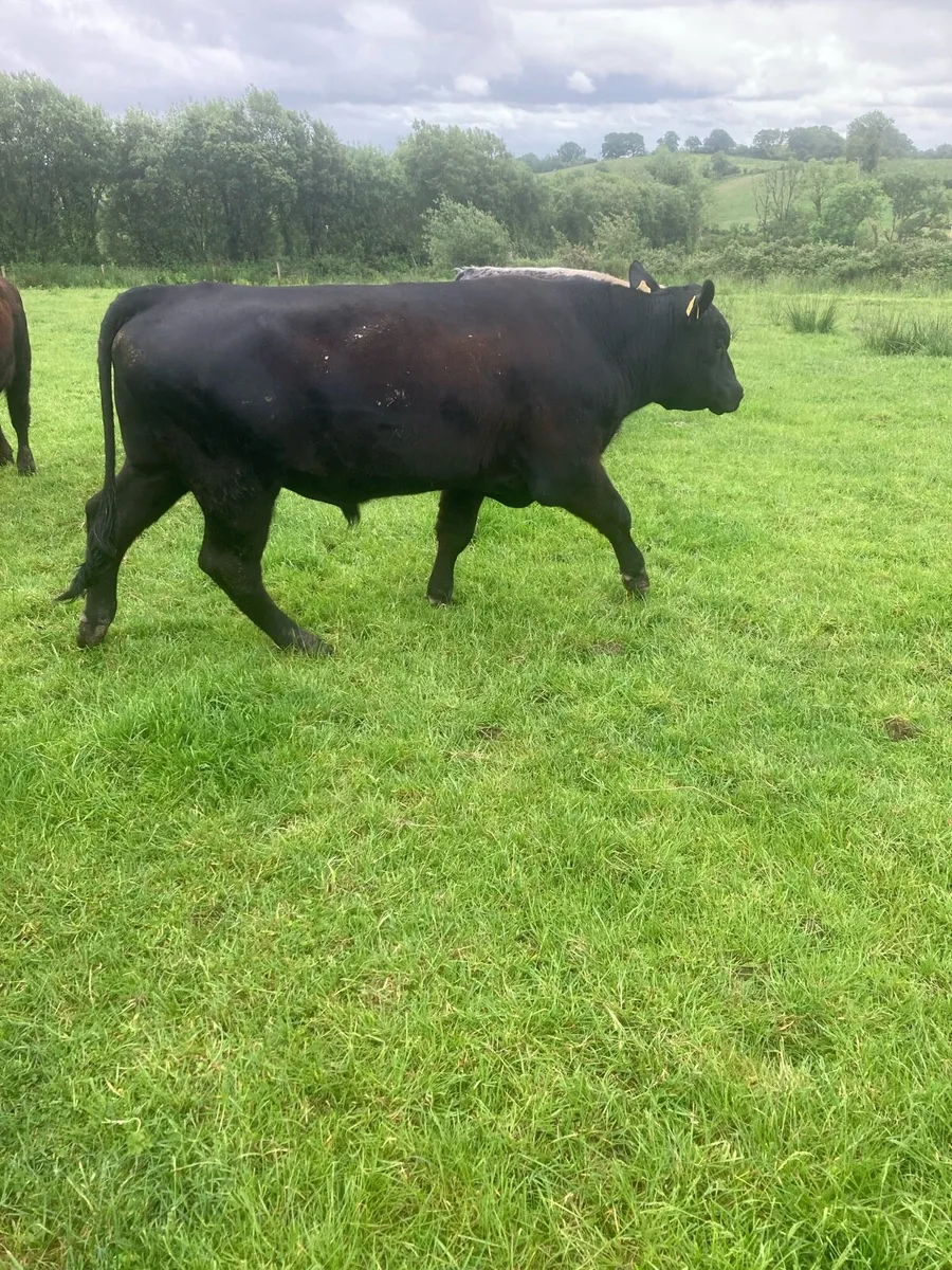 AA Bull - Image 2